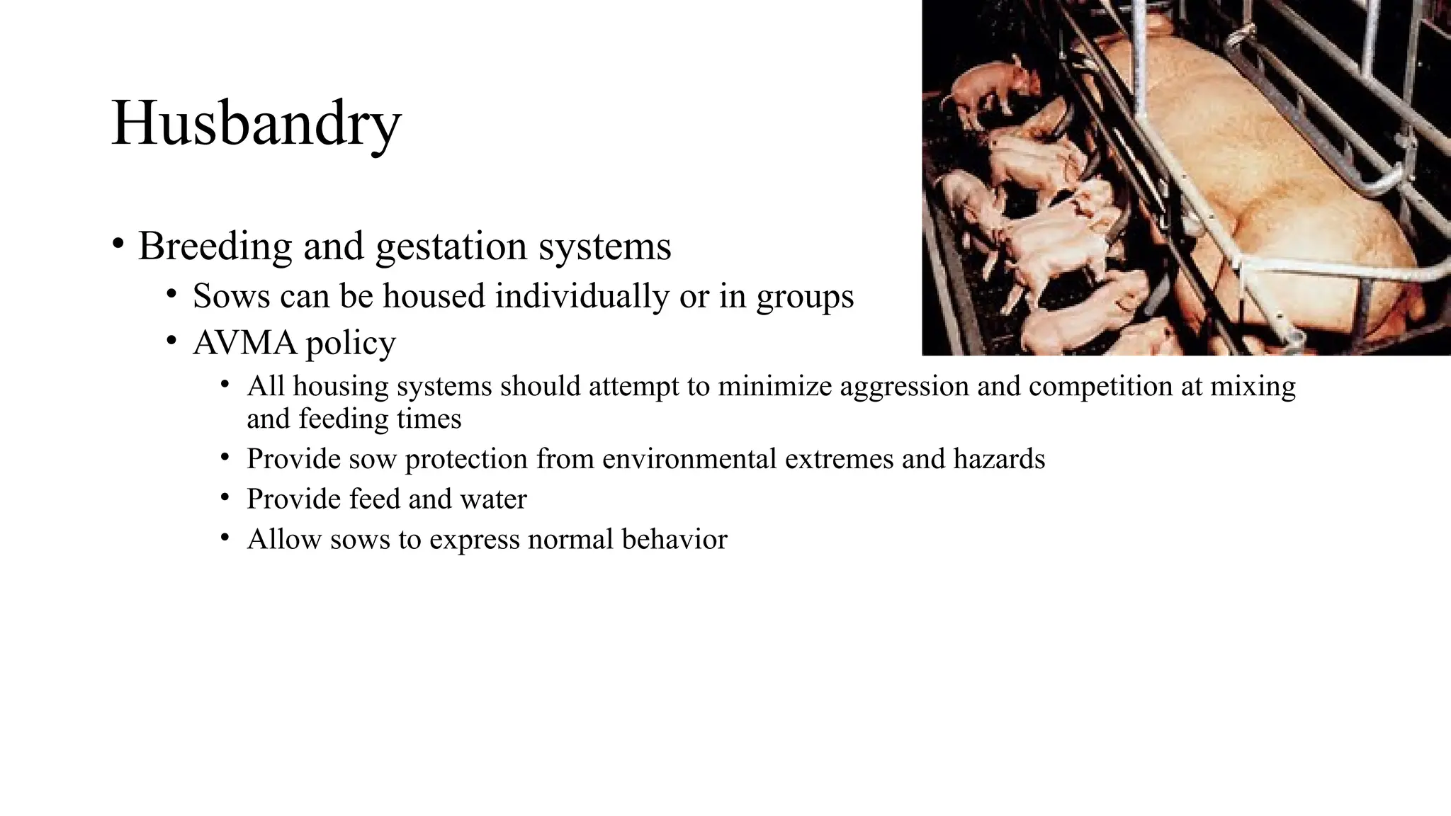 Husbandry
• Breeding and gestation systems
• Sows can be housed individually or in groups
• AVMA policy
• All housing systems should attempt to minimize aggression and competition at mixing
and feeding times
• Provide sow protection from environmental extremes and hazards
• Provide feed and water
• Allow sows to express normal behavior
 