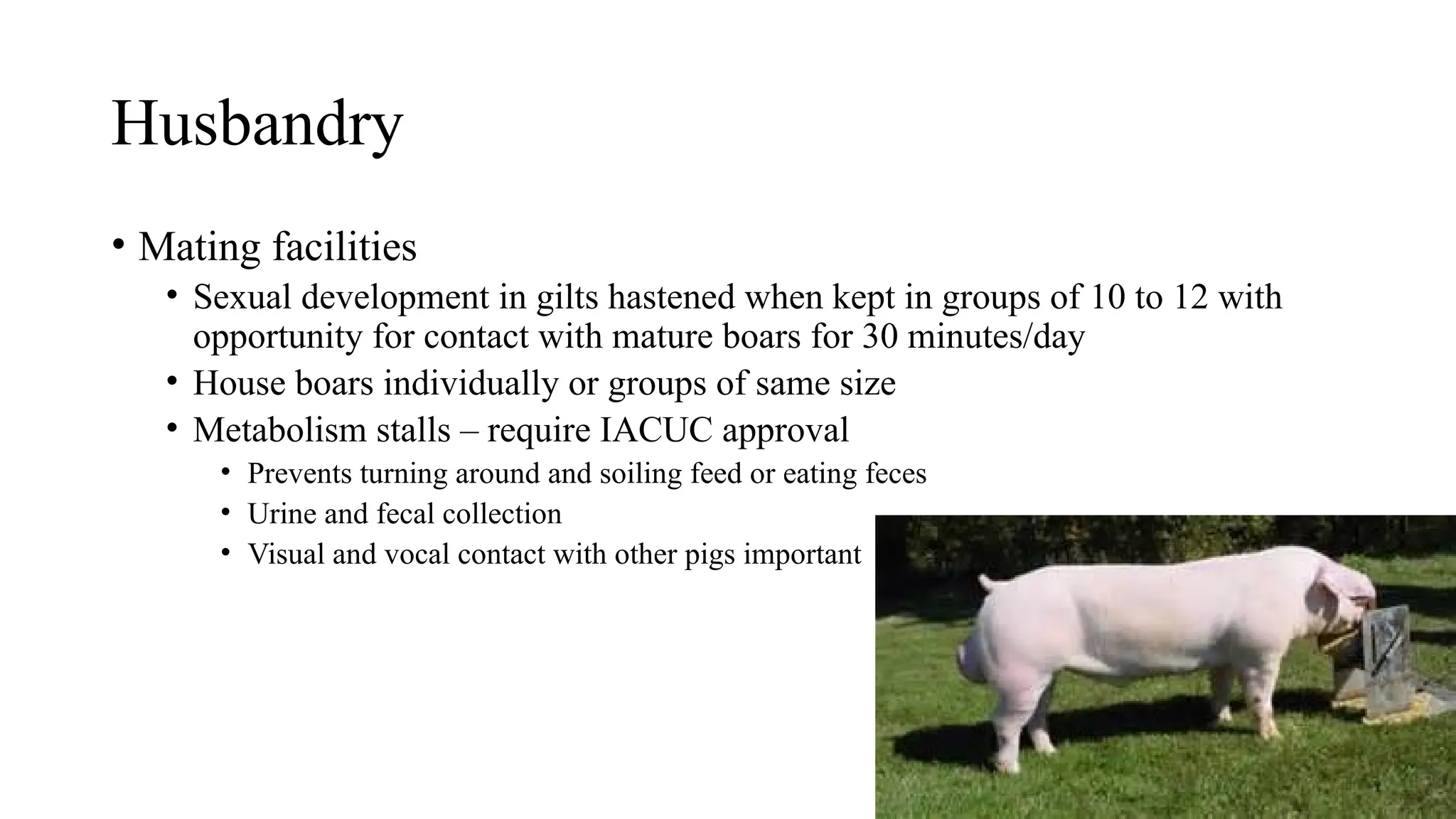 Husbandry
• Mating facilities
• Sexual development in gilts hastened when kept in groups of 10 to 12 with
opportunity for contact with mature boars for 30 minutes/day
• House boars individually or groups of same size
• Metabolism stalls – require IACUC approval
• Prevents turning around and soiling feed or eating feces
• Urine and fecal collection
• Visual and vocal contact with other pigs important
 