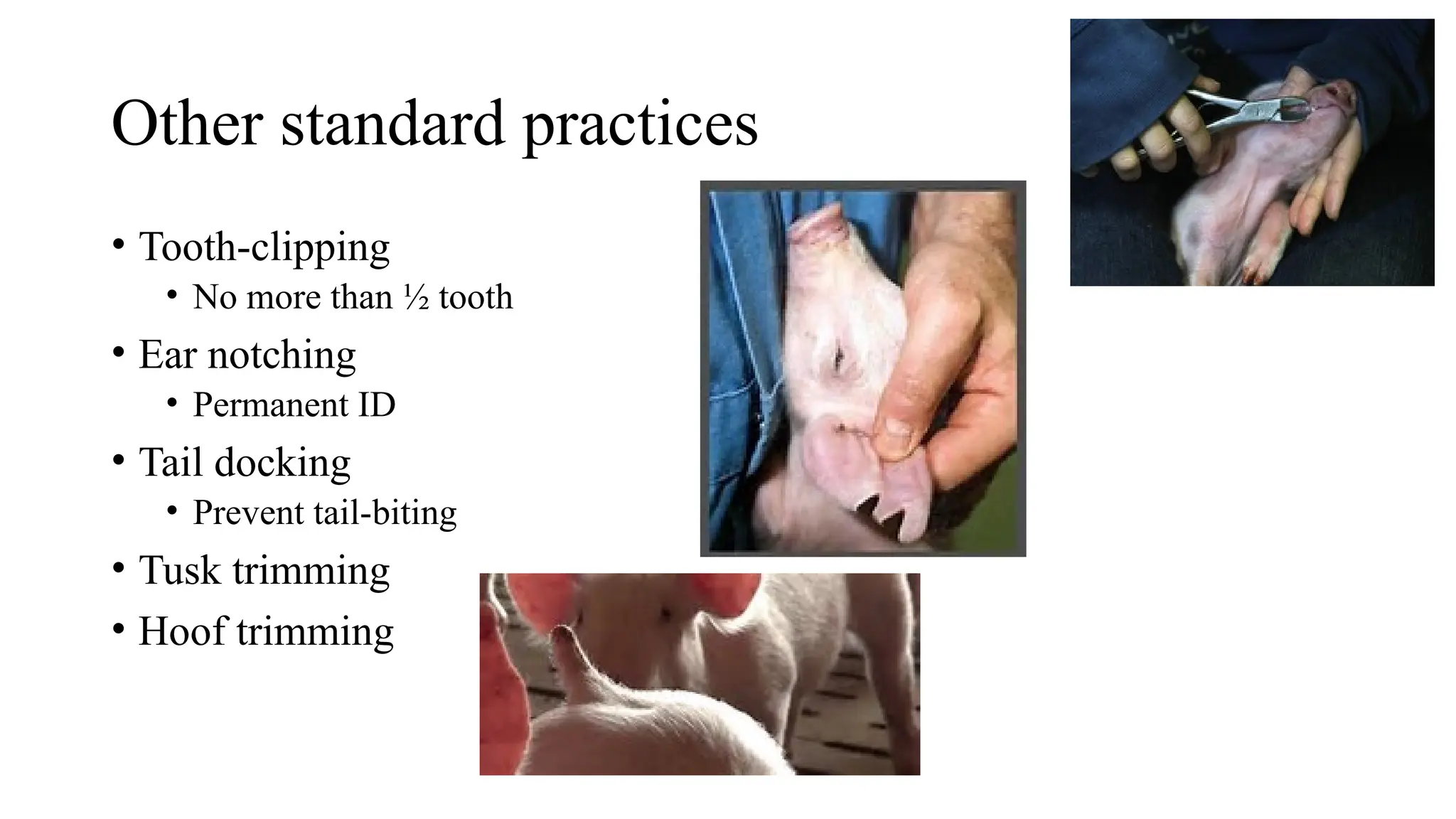 Other standard practices
• Tooth-clipping
• No more than ½ tooth
• Ear notching
• Permanent ID
• Tail docking
• Prevent tail-biting
• Tusk trimming
• Hoof trimming
 