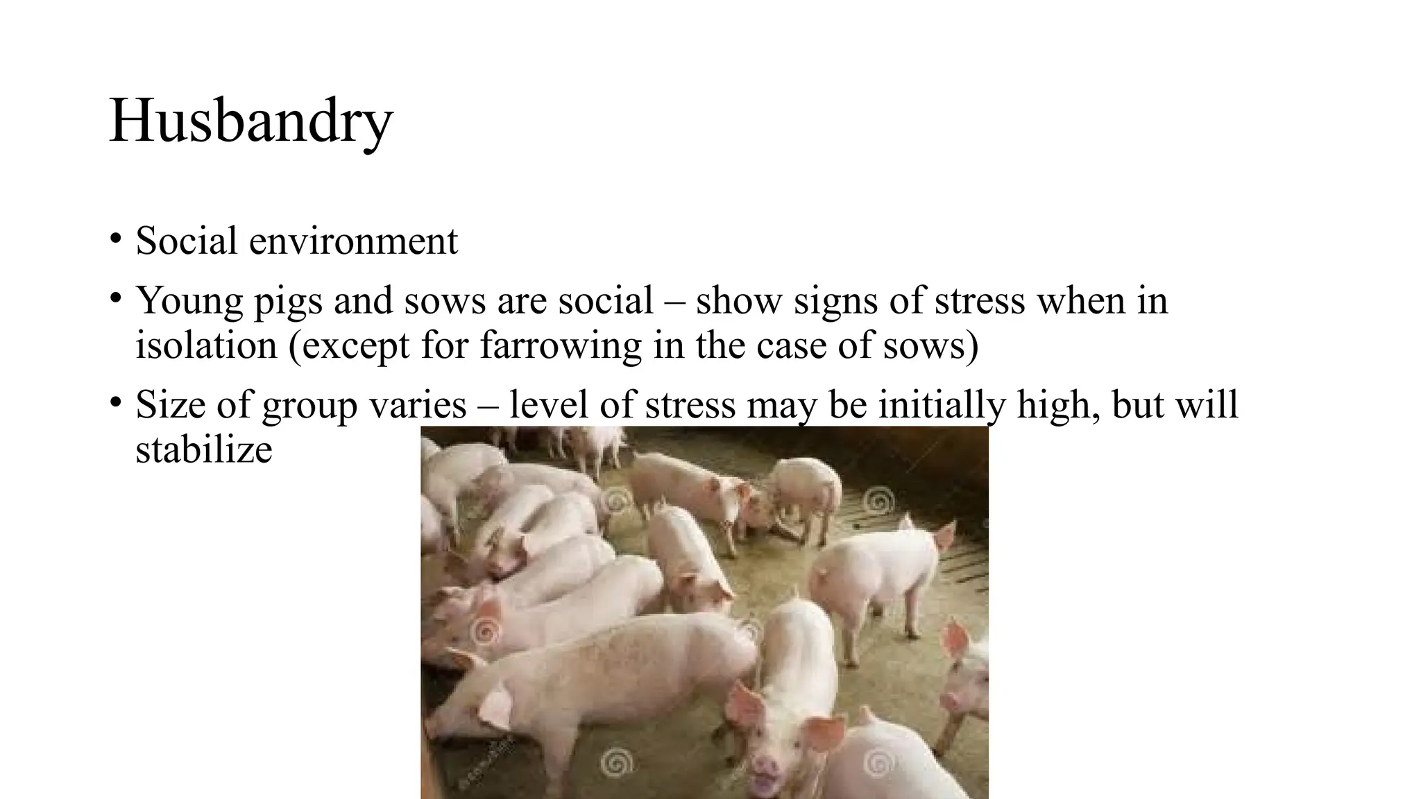 Husbandry
• Social environment
• Young pigs and sows are social – show signs of stress when in
isolation (except for farrowing in the case of sows)
• Size of group varies – level of stress may be initially high, but will
stabilize
 