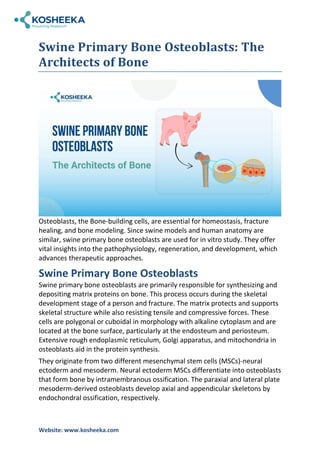 Swine Primary Bone Osteoblasts: The Architects of Bone | PDF