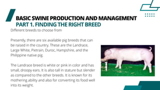 BASICSWINEPRODUCTIONANDMANAGEMENT
PART1.FINDINGTHERIGHTBREED
Different breeds to choose from
Presently, there are six available pig breeds that can
be raised in the country. These are the Landrace,
Large White, Pietrain, Duroc, Hampshire, and the
Philippine native pig.
The Landrace breed is white or pink in color and has
small, droopy ears. It is also tall in stature but slender
as compared to the other breeds. It is known for its
mothering ability and also for converting its food well
into its weight.
 