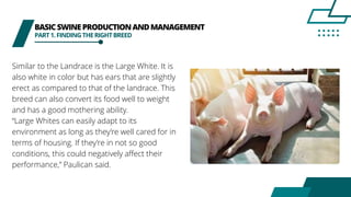 BASICSWINEPRODUCTIONANDMANAGEMENT
PART1.FINDINGTHERIGHTBREED
Similar to the Landrace is the Large White. It is
also white in color but has ears that are slightly
erect as compared to that of the landrace. This
breed can also convert its food well to weight
and has a good mothering ability.
“Large Whites can easily adapt to its
environment as long as they’re well cared for in
terms of housing. If they’re in not so good
conditions, this could negatively affect their
performance,” Paulican said.
 