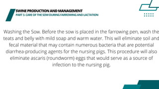 SWINEPRODUCTIONANDMANAGEMENT
PART3.CAREOFTHESOWDURINGFARROWINGANDLACTATION
Washing the Sow. Before the sow is placed in the farrowing pen, wash the
teats and belly with mild soap and warm water. This will eliminate soil and
fecal material that may contain numerous bacteria that are potential
diarrhea-producing agents for the nursing pigs. This procedure will also
eliminate ascaris (roundworm) eggs that would serve as a source of
infection to the nursing pig.
 