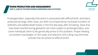SWINEPRODUCTIONANDMANAGEMENT
PART3.CAREOFTHESOWDURINGFARROWINGANDLACTATION
Prolonged labor, especially that which is associated with difficult birth, and litters
produced by large, older sows, are often accompanied by increased numbers of
stillbirths and added death losses in the first few days after farrowing. Sows that
have been overfed during gestation are more subject to prolonged labor, and
some individuals seem to be genetically prone to this problem. Proper feeding
can prevent overweight, or thin sows and selection and culling may eliminate
animals that are prone to difficult births.
 