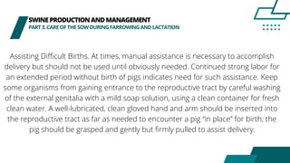 SWINEPRODUCTIONANDMANAGEMENT
PART3.CAREOFTHESOWDURINGFARROWINGANDLACTATION
Assisting Difficult Births. At times, manual assistance is necessary to accomplish
delivery but should not be used until obviously needed. Continued strong labor for
an extended period without birth of pigs indicates need for such assistance. Keep
some organisms from gaining entrance to the reproductive tract by careful washing
of the external genitalia with a mild soap solution, using a clean container for fresh
clean water. A well-lubricated, clean gloved hand and arm should be inserted into
the reproductive tract as far as needed to encounter a pig “in place” for birth; the
pig should be grasped and gently but firmly pulled to assist delivery.
 