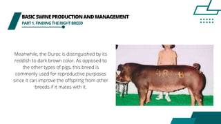 BASICSWINEPRODUCTIONANDMANAGEMENT
PART1.FINDINGTHERIGHTBREED
Meanwhile, the Duroc is distinguished by its
reddish to dark brown color. As opposed to
the other types of pigs, this breed is
commonly used for reproductive purposes
since it can improve the offspring from other
breeds if it mates with it.
 
