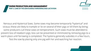 SWINEPRODUCTIONANDMANAGEMENT
PART3.CAREOFTHESOWDURINGFARROWINGANDLACTATION
Nervous and Hysterical Sows. Some sows may become temporarily ‘’hysterical” and
vicious; these are likely to trample or lie on several of their pigs or kill them by biting;
some producers cull these sows on temperament. Such sows must be attended to
prevent loss of newborn pigs; loss can be prevented or minimized by removing pigs to a
warm place until farrowing is completed. The hysteria generally subsides in a few hours.
Test the sow by placing only one pig with her and watching her reaction.
 
