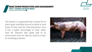 BASICSWINEPRODUCTIONANDMANAGEMENT
PART1.FINDINGTHERIGHTBREED
The Pietrain is a pig breed that is known for its
black spots scattered around its white or pink
body. It’s best used for meat production since
it has a higher percentage of meat rather
than fat. Pietrains also adapt well to its
environment and can also be used as a boar
for breeding purposes.
 