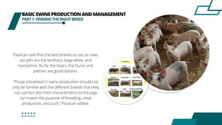 Paulican said that the best breeds to use as sows
are gilts are the landrace, large white, and
Hampshire. As for the boars, the Duroc and
pietrain are good options.
“Those interested in swine production should not
only be familiar with the different breeds that they
can use but also their characteristics so the pigs
can match the purpose of breeding, meat
production, and such,” Paulican added.
BASICSWINEPRODUCTIONANDMANAGEMENT
PART1.FINDINGTHERIGHTBREED
 