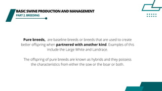 BASICSWINEPRODUCTIONANDMANAGEMENT
PART2.BREEDING
Pure breeds, are baseline breeds or breeds that are used to create
better offspring when partnered with another kind. Examples of this
include the Large White and Landrace.
The offspring of pure breeds are known as hybrids and they possess
the characteristics from either the sow or the boar or both.
 