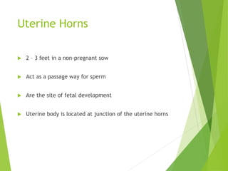 Uterine Horns
 2 – 3 feet in a non-pregnant sow
 Act as a passage way for sperm
 Are the site of fetal development
 Uterine body is located at junction of the uterine horns
 