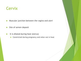 Cervix
 Muscular junction between the vagina and uteri
 Site of semen deposit
 It is dilated during heat (estrus)
 Constricted during pregnancy and when not in heat
 