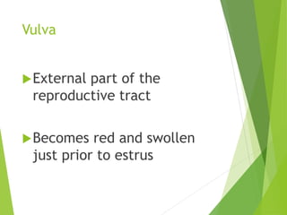 Vulva
External part of the
reproductive tract
Becomes red and swollen
just prior to estrus
 