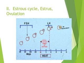 II. Estrous cycle, Estrus,
Ovulation
 