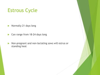 Estrous Cycle
 Normally 21 days long
 Can range from 18-24 days long
 Non-pregnant and non-lactating sows will estrus or
standing heat
 