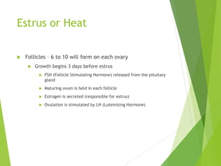 Estrus or Heat
 Follicles – 6 to 10 will form on each ovary
 Growth begins 3 days before estrus
 FSH (Follicle Stimulating Hormone) released from the pituitary
gland
 Maturing ovum is held in each follicle
 Estrogen is secreted (responsible for estrus)
 Ovulation is stimulated by LH (Luteinizing Hormone)
 