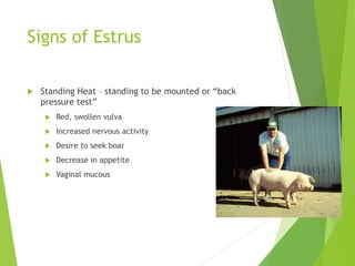 Signs of Estrus
 Standing Heat – standing to be mounted or “back
pressure test”
 Red, swollen vulva
 Increased nervous activity
 Desire to seek boar
 Decrease in appetite
 Vaginal mucous
 