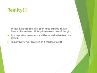 Reality!!!
• In four days the gilts will be in heat and you all will
have a chance to Artificially inseminate one of the gilts.
 It is important to understand the reproductive tract and
cycles.
 Tomorrow we will practice on a model of a gilt
 