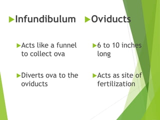 Infundibulum
Acts like a funnel
to collect ova
Diverts ova to the
oviducts
Oviducts
6 to 10 inches
long
Acts as site of
fertilization
 