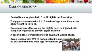 CARE OF NEWBORN
 Generally a sow gives birth 8 to 12 piglets per furrowing.
 The piglets are weaned at 6 to 8 weeks of age when they attain
body weight 10 to 12 kg.
 On second day of furrowing the piglets must be injected with
50mg iron injection to prevent piglet anaemia.
 A second dose of injection may be given at 5 weeks of ago.
 Creep feeding with 20% of protein vitamins and minerals should
be ensured from one week age for optimum growth of piglets.
 