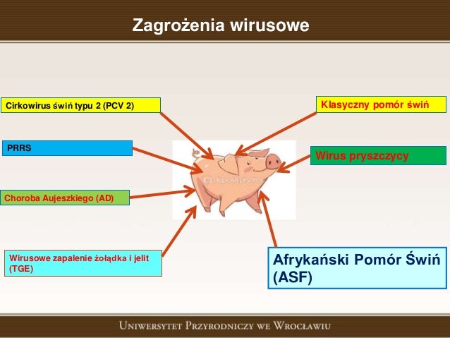 Bioasekuracja ferm trzody chlewnej – nowe wyzwania w związku z zagroż…