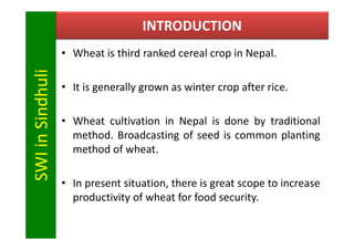 INTRODUCTION
                  • Wheat is third ranked cereal crop in Nepal.
SWI in Sindhuli

                  • It is ge...