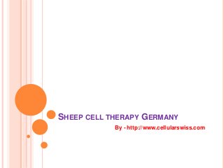 SHEEP CELL THERAPY GERMANY 
By - http://www.cellularswiss.com 
 