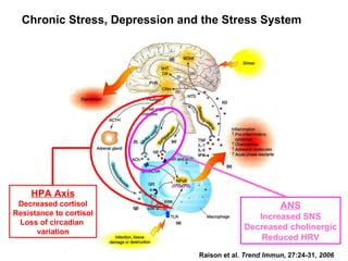 Raison et al . Trend Immun,  27:24-31,  2006 Chronic Stress, Depression and the Stress System IFN-a HPA Axis Decreased cortisol Resistance to cortisol Loss of circadian  variation ANS Increased SNS Decreased cholinergic Reduced HRV 