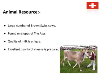 Animal Resource:-
● Large number of Brown Swiss cows.
● Found on slopes of The Alps.
● Quality of milk is unique.
● Excellent quality of cheese is prepared
 