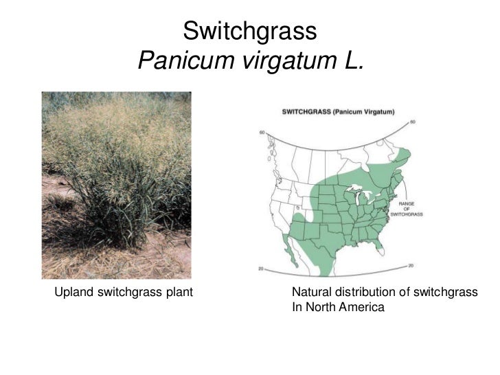 Switchgrass, energy, bioenergy, vogel 3 2012