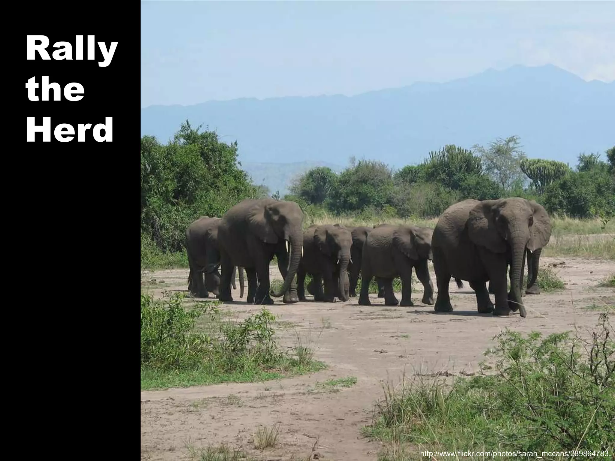 Rally the Herdhttp://www.flickr.com/photos/ricemaru/216938811http://www.flickr.com/photos/sarah_mccans/289864783