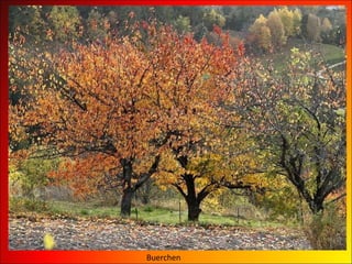 Buerchen