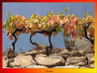 Saviese