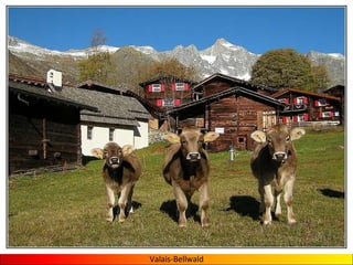 Valais-Bellwald 