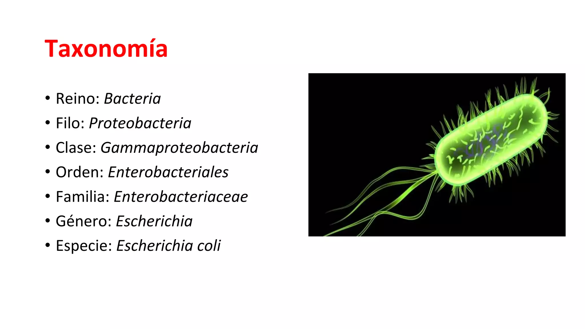 E. coli intestinal y extraintestinal | PPTX