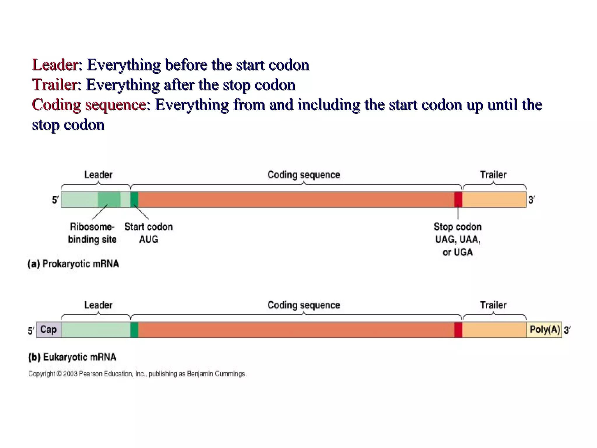 LeaderLeader: Everything before the start codon: Everything before the start codon
TrailerTrailer: Everything after the stop codon: Everything after the stop codon
Coding sequenceCoding sequence: Everything from and including the start codon up until the: Everything from and including the start codon up until the
stop codonstop codon
 