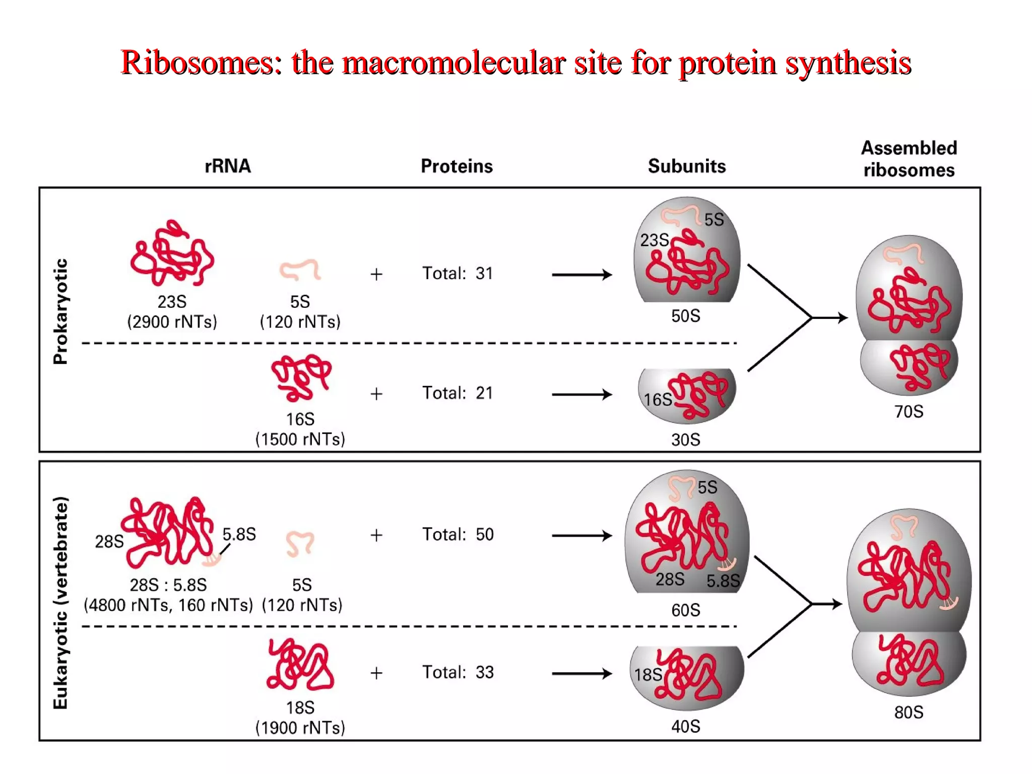 Ribosomes: the macromolecular site for protein synthesisRibosomes: the macromolecular site for protein synthesis
 