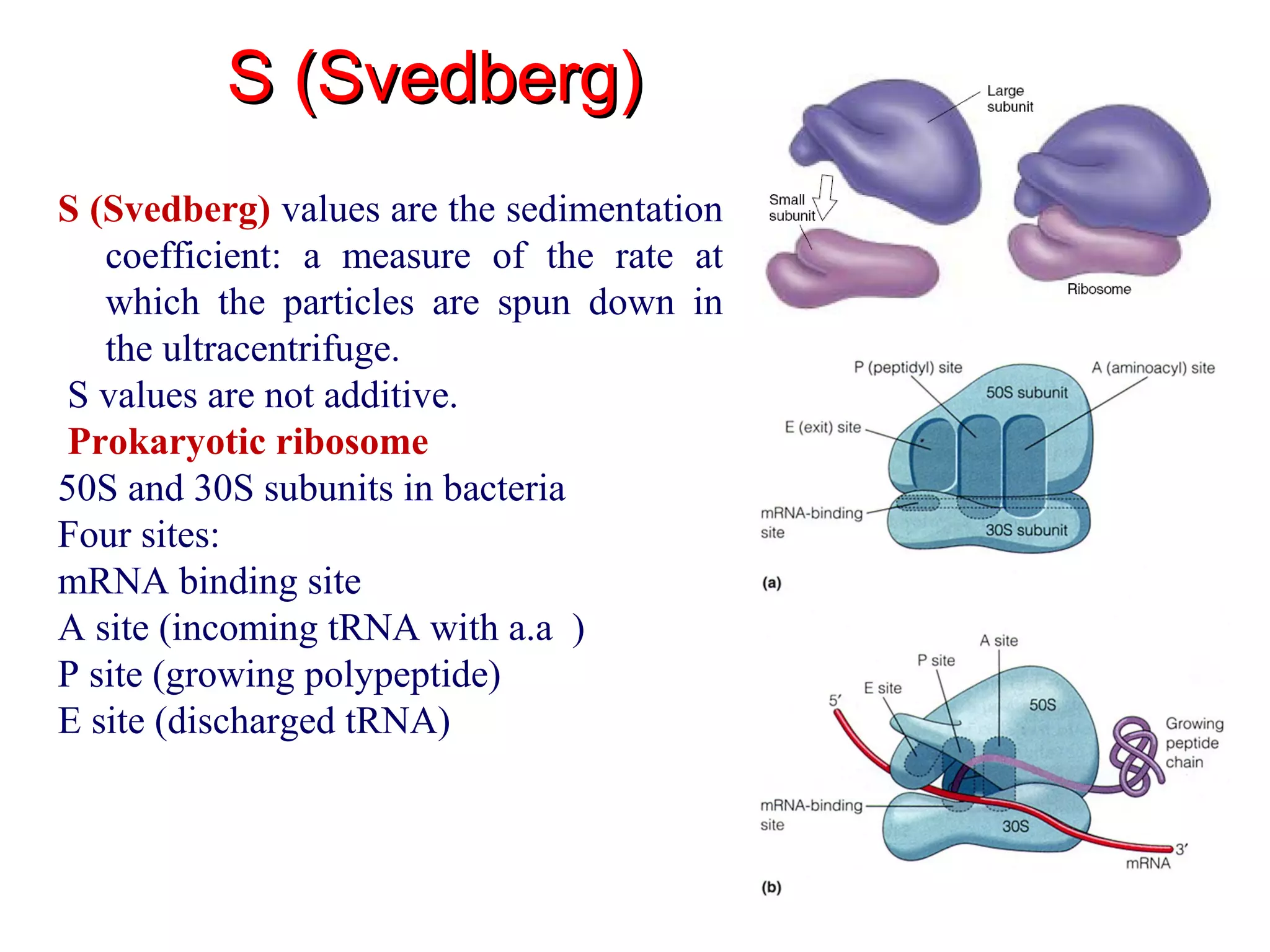 S (Svedberg)S (Svedberg)
S (Svedberg) values are the sedimentation
coefficient: a measure of the rate at
which the particles are spun down in
the ultracentrifuge.
S values are not additive.
Prokaryotic ribosome
50S and 30S subunits in bacteria
Four sites:
mRNA binding site
A site (incoming tRNA with a.a )
P site (growing polypeptide)
E site (discharged tRNA)
 