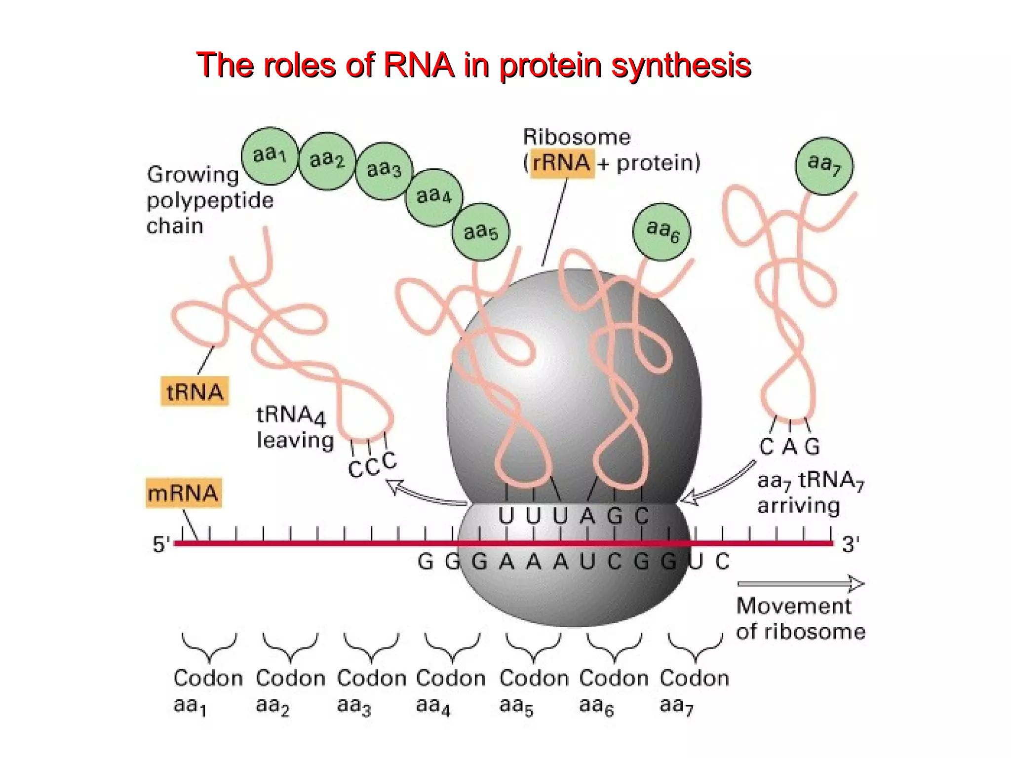 The roles of RNA in protein synthesisThe roles of RNA in protein synthesis
 