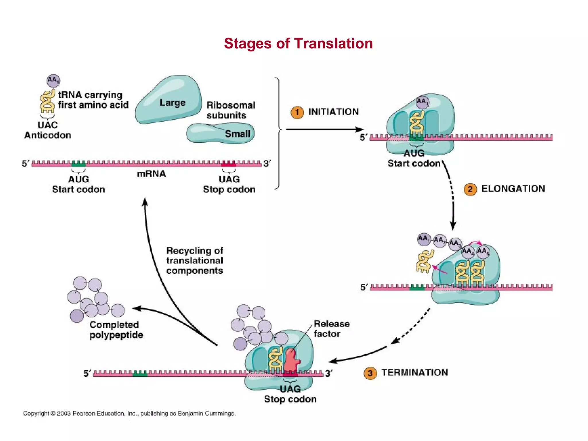 Stages of Translation
 