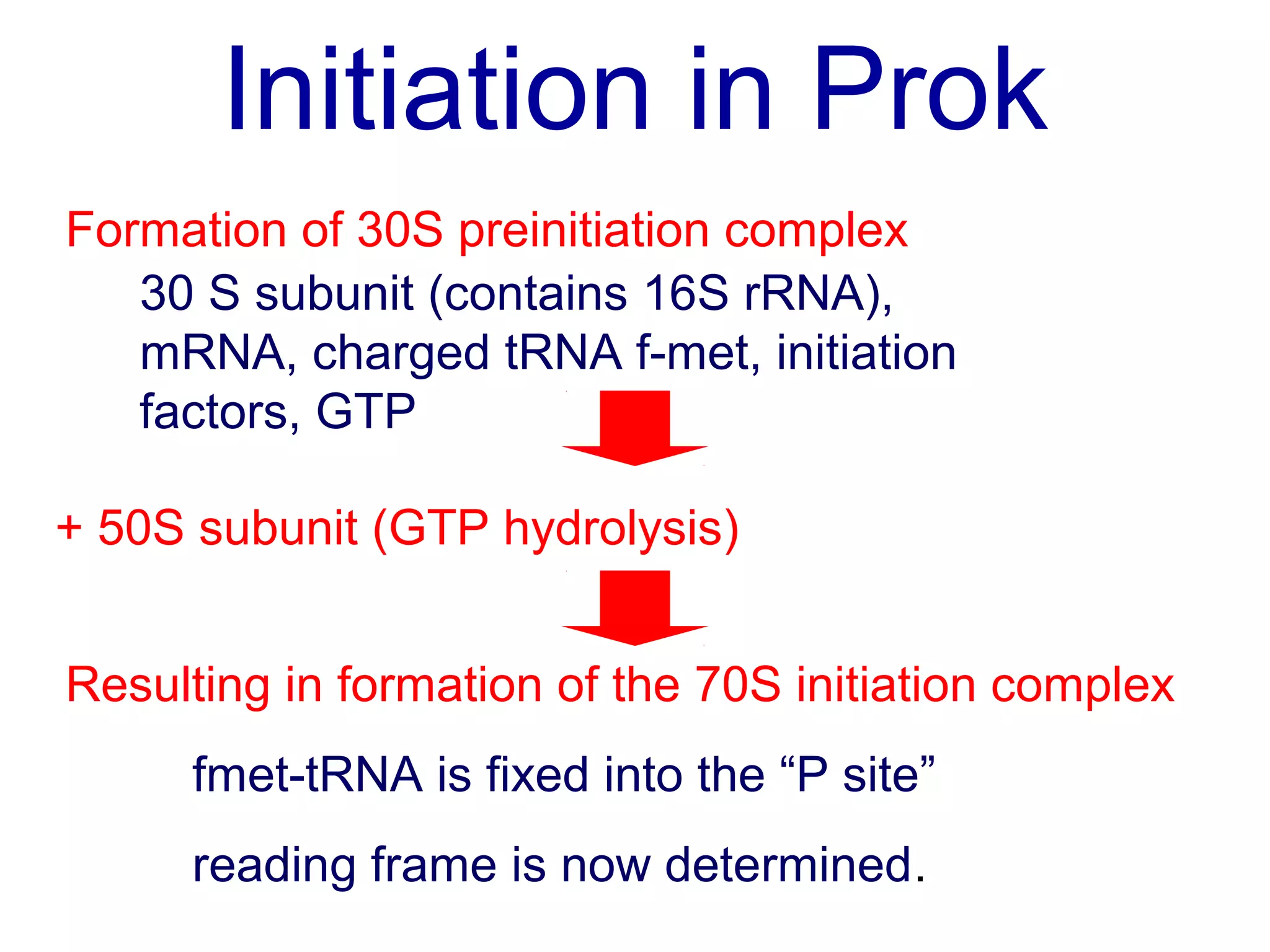 Initiation in Prok
Formation of 30S preinitiation complex
30 S subunit (contains 16S rRNA),
mRNA, charged tRNA f-met, initiation
factors, GTP
+ 50S subunit (GTP hydrolysis)
Resulting in formation of the 70S initiation complex
fmet-tRNA is fixed into the “P site”
reading frame is now determined.
 