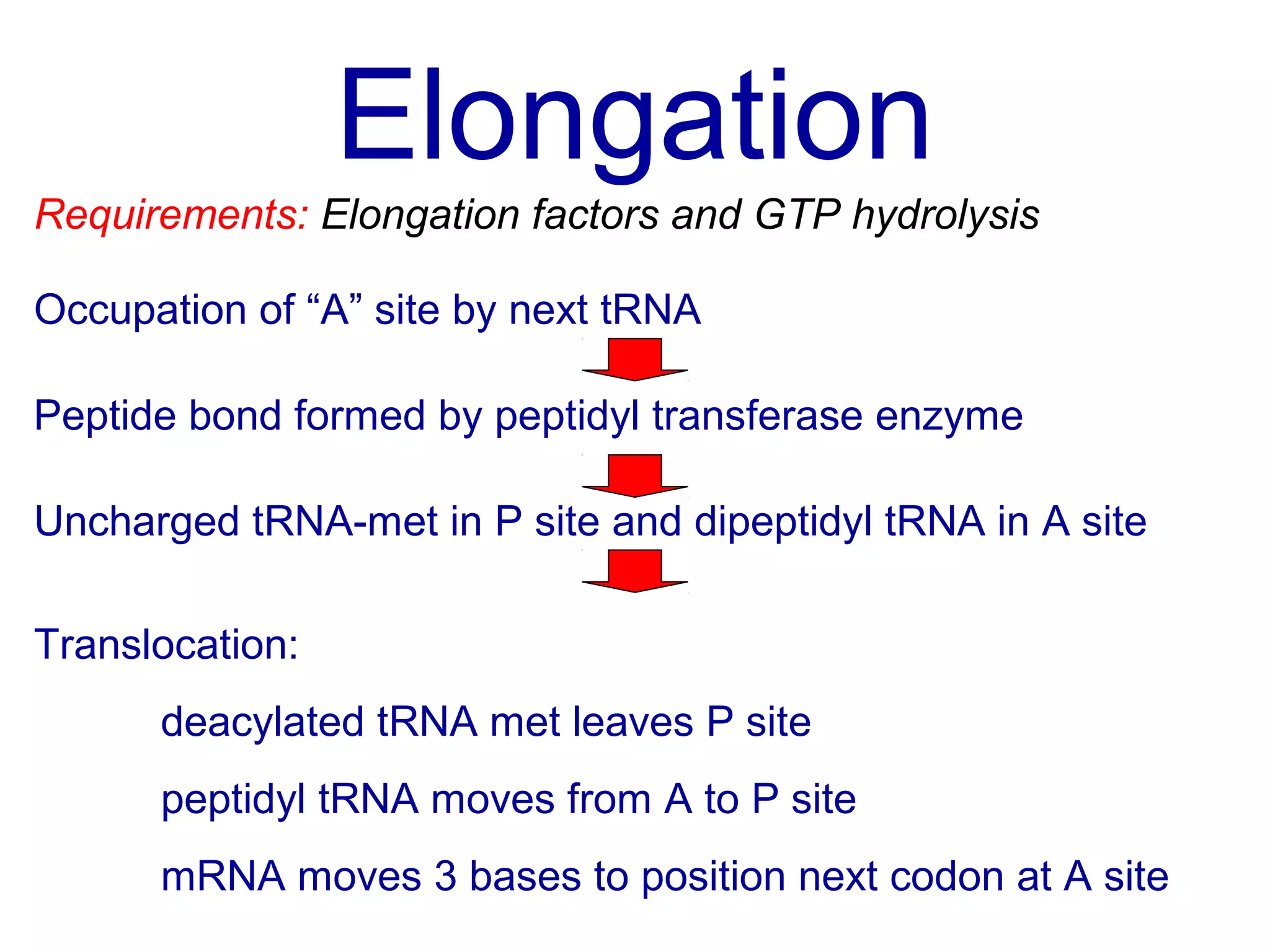 Elongation
Occupation of “A” site by next tRNA
Peptide bond formed by peptidyl transferase enzyme
Uncharged tRNA-met in P site and dipeptidyl tRNA in A site
Translocation:
deacylated tRNA met leaves P site
peptidyl tRNA moves from A to P site
mRNA moves 3 bases to position next codon at A site
Requirements: Elongation factors and GTP hydrolysis
 