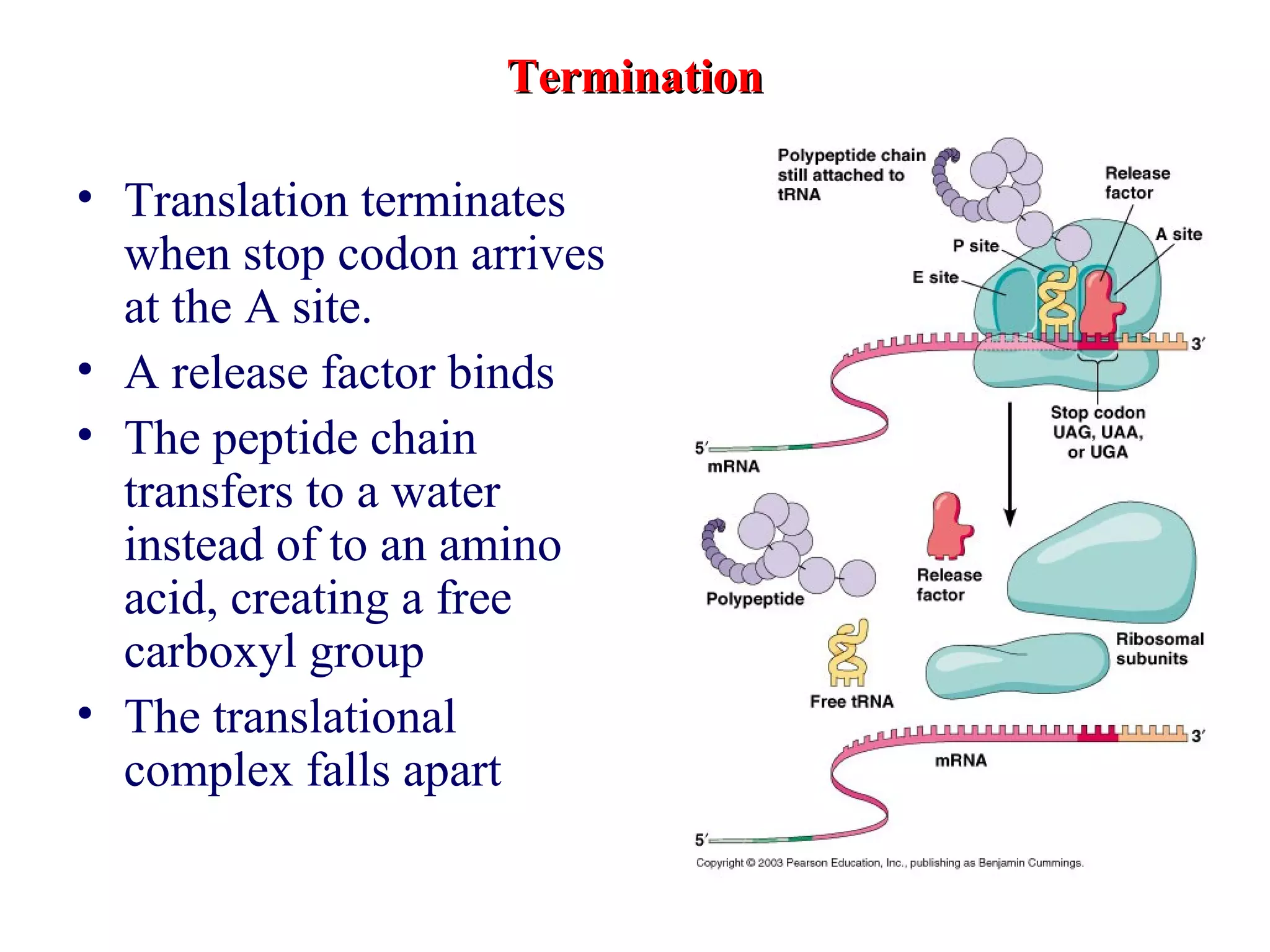 TerminationTermination
• Translation terminates
when stop codon arrives
at the A site.
• A release factor binds
• The peptide chain
transfers to a water
instead of to an amino
acid, creating a free
carboxyl group
• The translational
complex falls apart
 