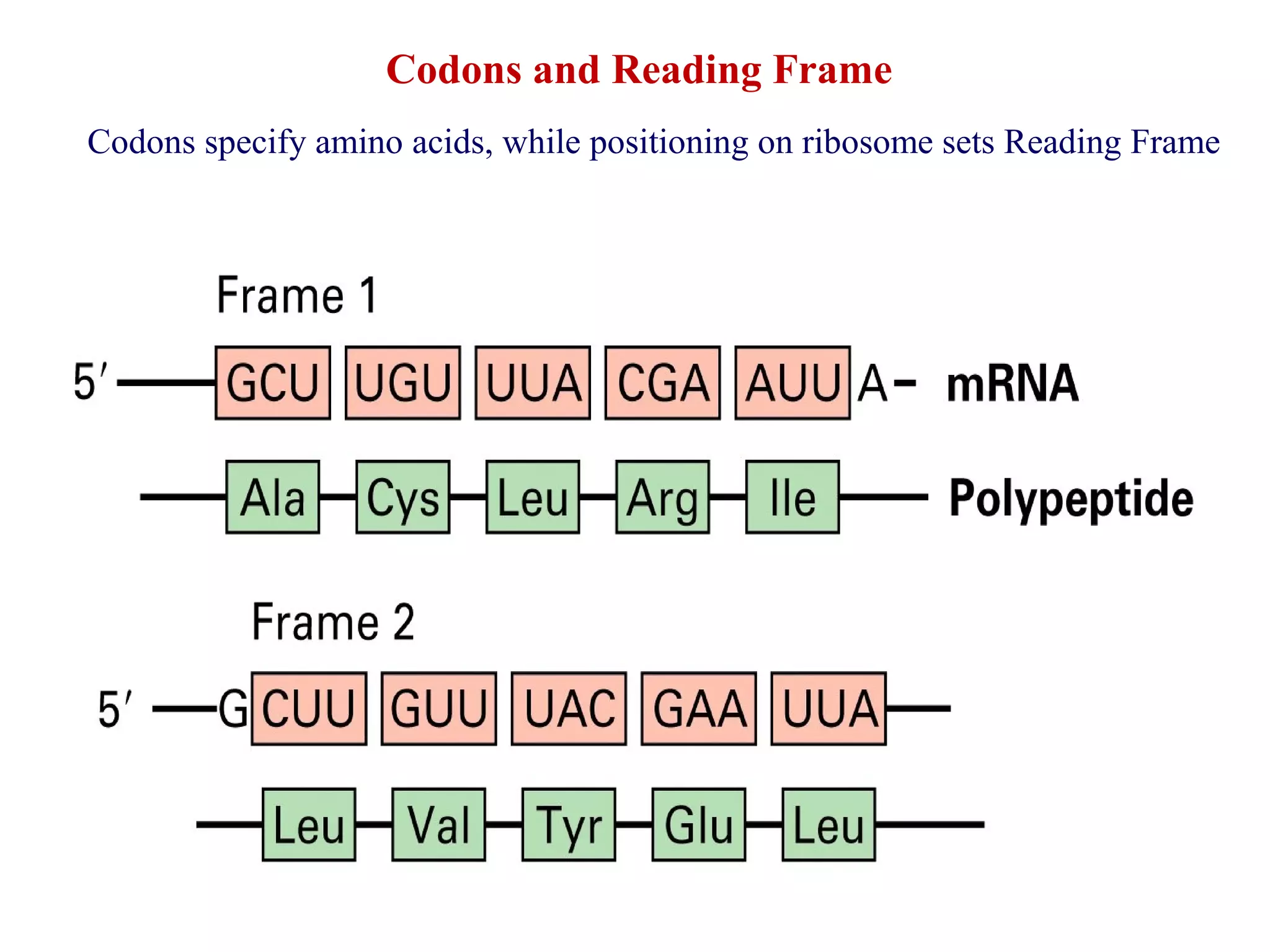 Codons and Reading Frame
Codons specify amino acids, while positioning on ribosome sets Reading Frame
 