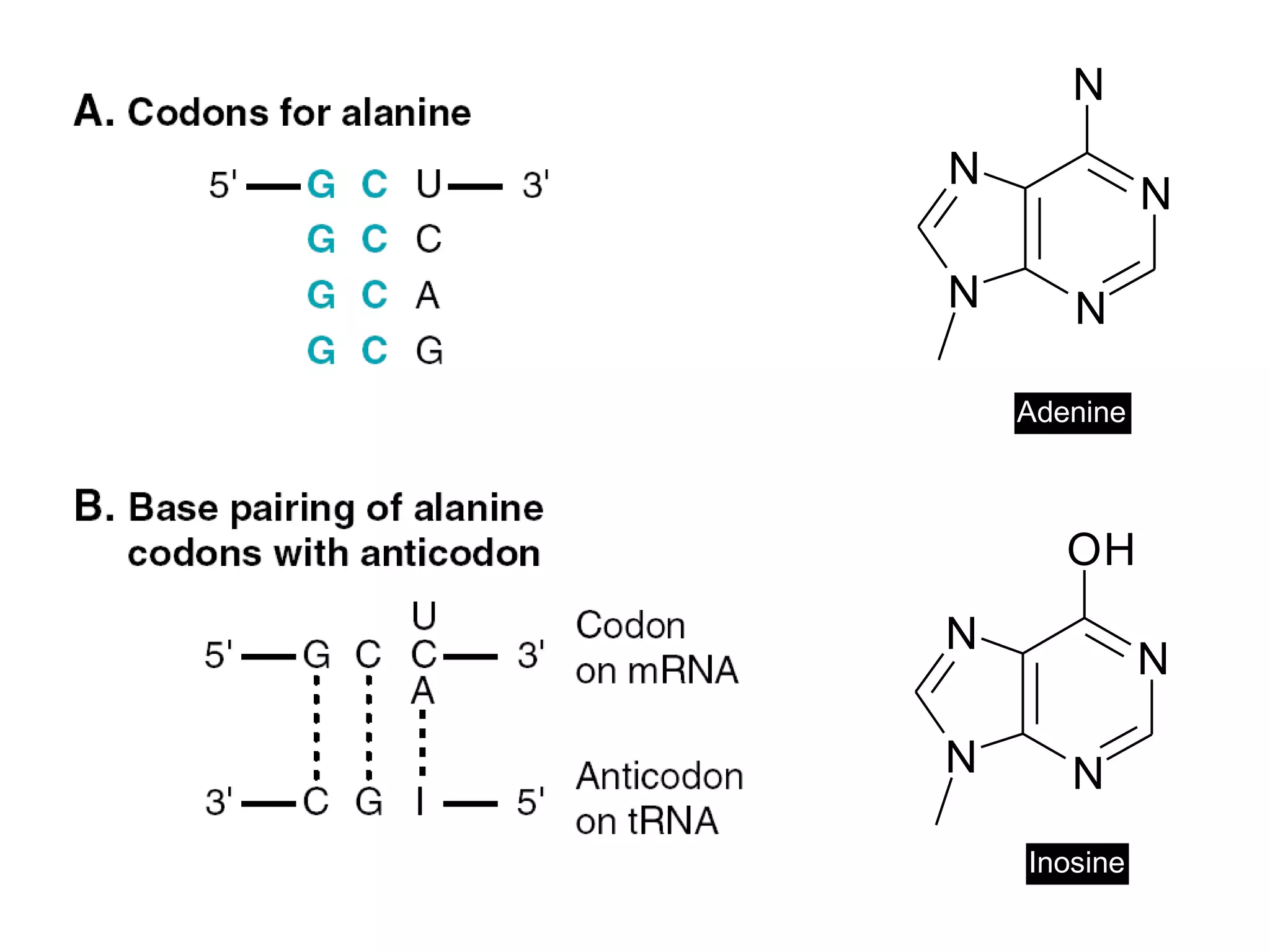 N N
N
N
OH
N N
N
N
N
Adenine
Inosine
 
