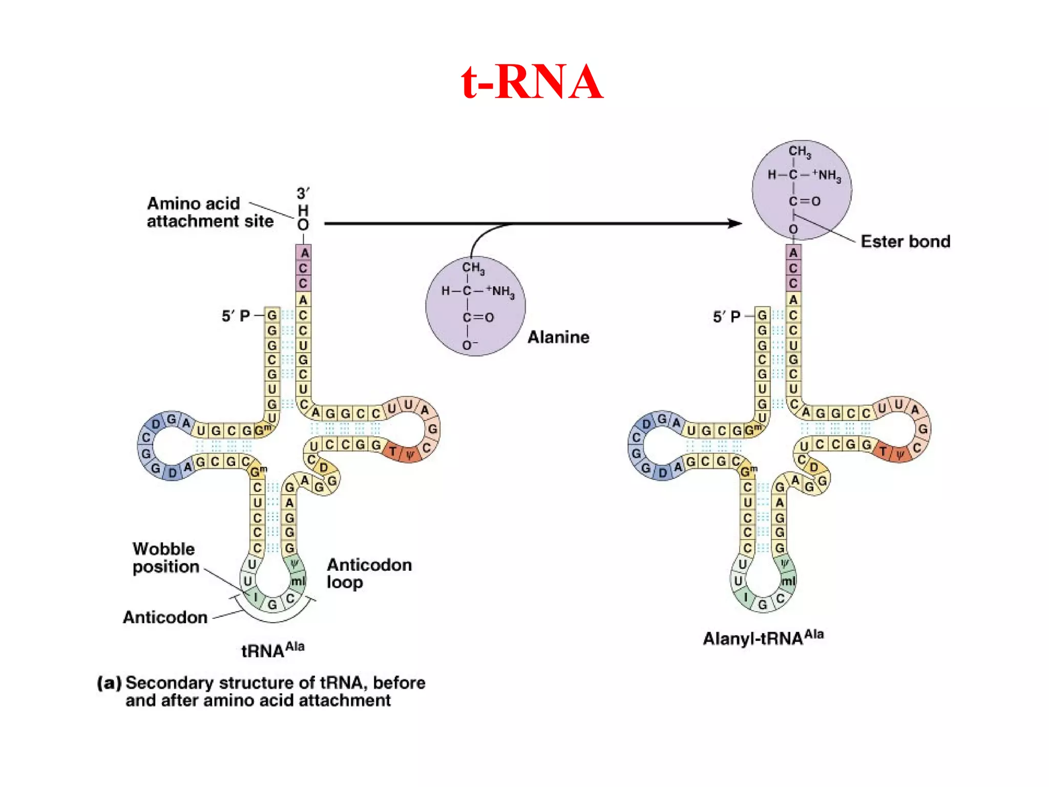 t-RNA
 