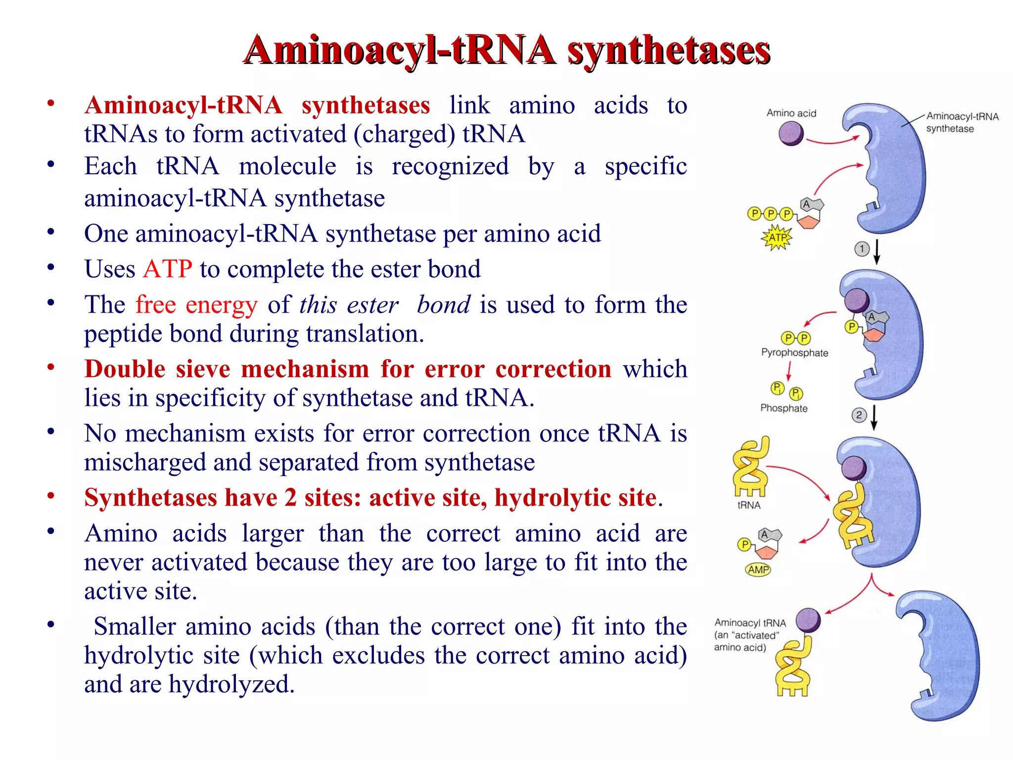 Aminoacyl-tRNA synthetasesAminoacyl-tRNA synthetases
• Aminoacyl-tRNA synthetases link amino acids to
tRNAs to form activated (charged) tRNA
• Each tRNA molecule is recognized by a specific
aminoacyl-tRNA synthetase
• One aminoacyl-tRNA synthetase per amino acid
• Uses ATP to complete the ester bond
• The free energy of this ester bond is used to form the
peptide bond during translation.
• Double sieve mechanism for error correction which
lies in specificity of synthetase and tRNA.
• No mechanism exists for error correction once tRNA is
mischarged and separated from synthetase
• Synthetases have 2 sites: active site, hydrolytic site.
• Amino acids larger than the correct amino acid are
never activated because they are too large to fit into the
active site.
• Smaller amino acids (than the correct one) fit into the
hydrolytic site (which excludes the correct amino acid)
and are hydrolyzed.
 