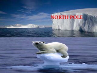 NORTH POLE
 