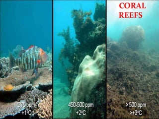 CORAL
REEFS
 